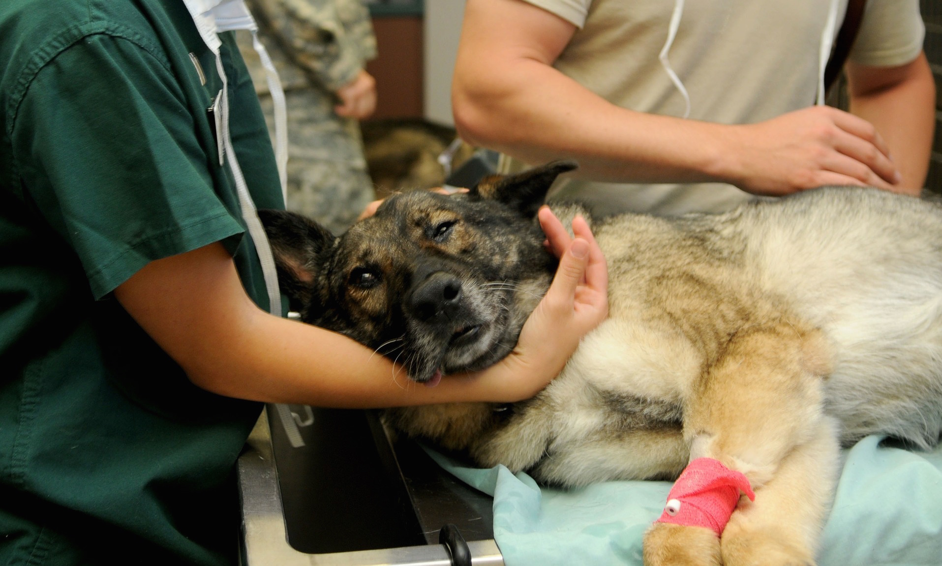 工時爆高、低起薪、多醫糾...... 獸醫們不夢幻的日常- GoodJob 部落格